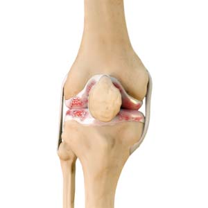 Knee Anatomy