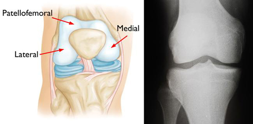 Knee Anatomy